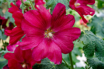 alcea rosea, flower in the summer garden, beautiful red flowers