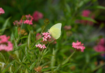 butterfly on a flower