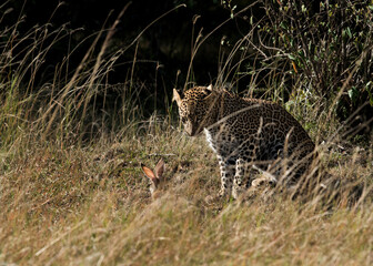 Leopard hunting a hare, Masai Mara, Kenya