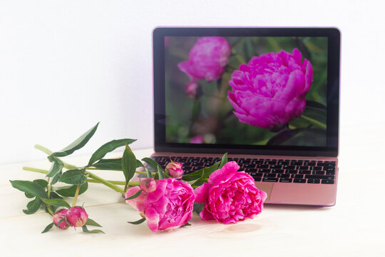 Fresh pink peonies on the desktop and a photograph of these flowers on a laptop screen.