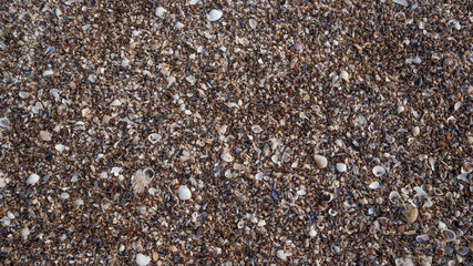 close up of a poppy seed background