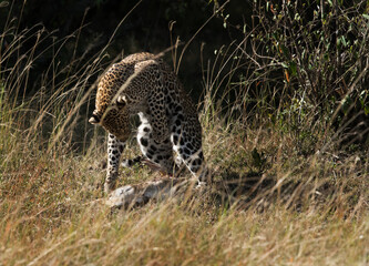 Leopard jumps to catch hold of a hare, Masai Mara