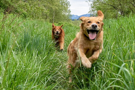 Dogs Playing in Tall Grass 