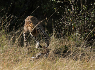 Leopard catching a hare, Masai Mara