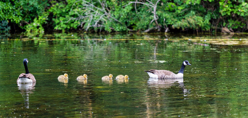 Geese and their young in Vinters Country Park in Maidstone, Kent, England 