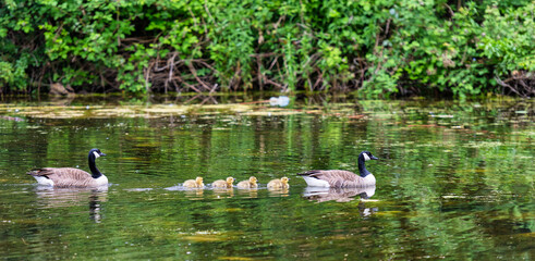 Naklejka na ściany i meble Geese and their young in Vinters Country Park in Maidstone, Kent, England 