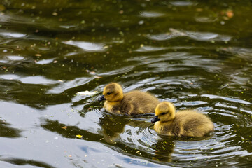 Goslings in Vinters Country Park in Maidstone, Kent, England 