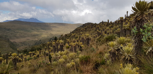 forest of frailejones in paramo del sol