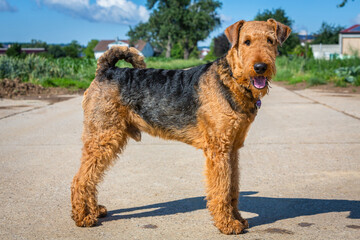 Airedale Terrier stehend