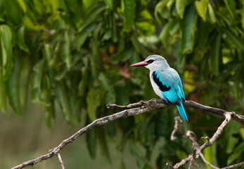 Woodland Kingfisher on a branch, Masai Mara, Kenya