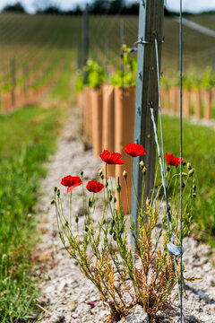 Poppies And A Vineyard In Boxley Near Maidstone In Kent, England