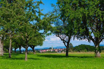 Fototapeta na wymiar Streuobstwiese mit Dorf im Hintergrund