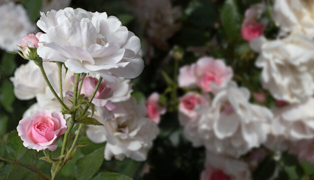  image of beautiful rose flowers in the garden close-up