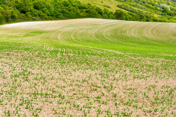 Agricultural Fields just outside of Maidstone in Kent