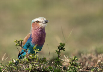 Lilac-breasted roller, Masai Mara, Kenya
