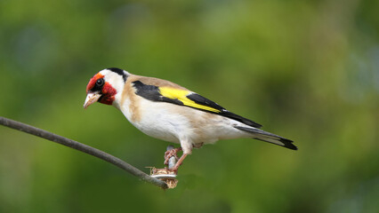 European goldfinch sitting on gate in UK