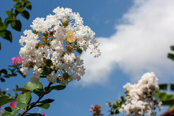 Conjunto de flores brancas no ramo de uma árvore, com céu e nuvens de fundo