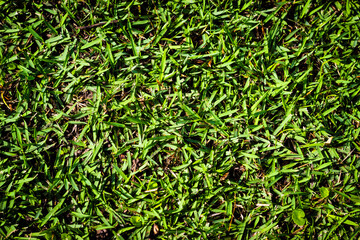 green grass background