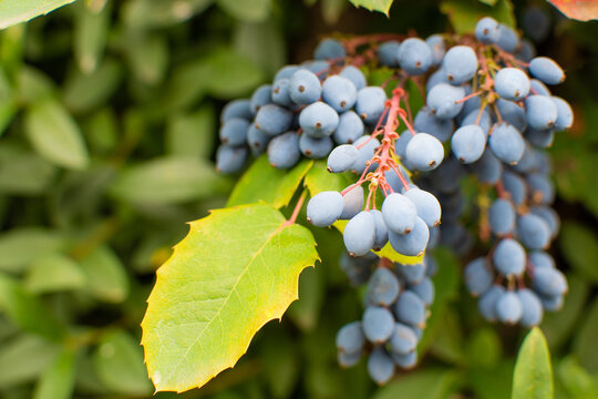 Mahonie mit blauen Beeren