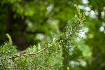 Young pine trees in the national park