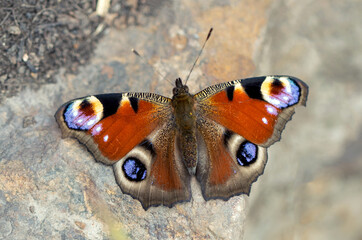 Butterfly - peacock eye sits on a stone. Aglais io. Nymphalidae. Close up.