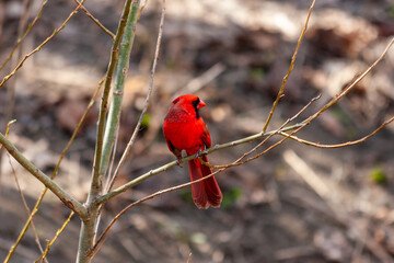 Cardinal posing