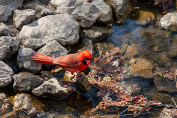 Thirsty Cardinal