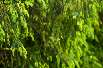 Young pine trees in the national park