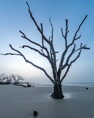 A Lone Tree Stands on Driftwood Beach on Edisto Island, South Carolina at Sunrise
