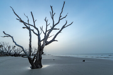Fototapeta na wymiar A Lone Tree Stands on Driftwood Beach on Edisto Island, South Carolina at Sunrise