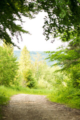 Young pine trees in the national park