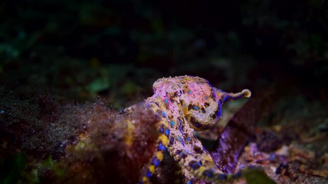 Southern Blue-Ringed Octopus Hapalochlaena maculosa 4k 25fps