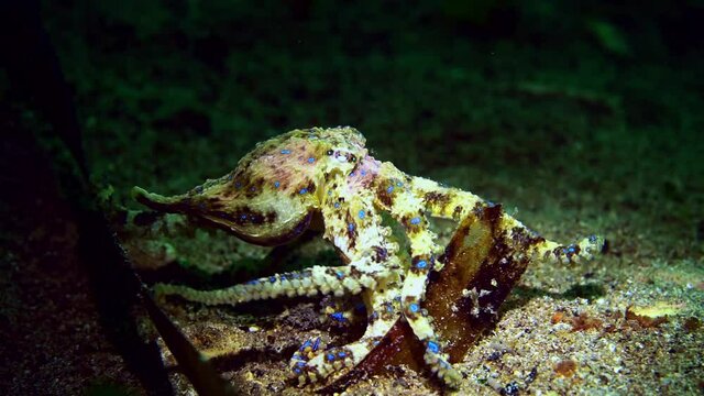 Southern Blue-Ringed Octopus Hapalochlaena maculosa 4k 25fps