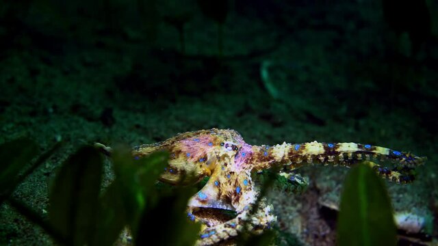 Southern Blue-Ringed Octopus Hapalochlaena maculosa 4k 25fps