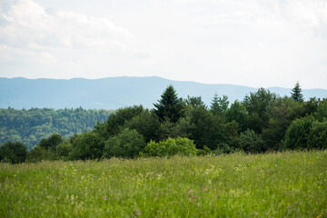 Blue sky with clouds over the forest