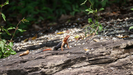 African Redhead Agama (Orange headed agama lizard) on a rock