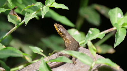 Skink looking around in the forest