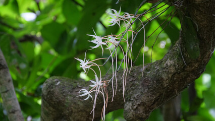 White orchids in the forest
