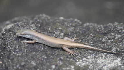 Skink on a rock