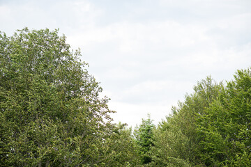 Blue sky with clouds over the forest