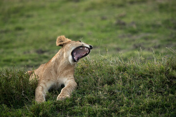 Lion cub yawning, Masai Mara