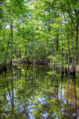 Swamp in Southeastern Georgia