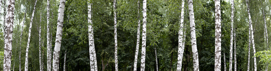 image of birch trees in the garden - obrazy, fototapety, plakaty