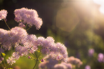 Thalictrum is a genus species of herbaceous perennial flowering plants in the buttercup family, Ranunculaceae