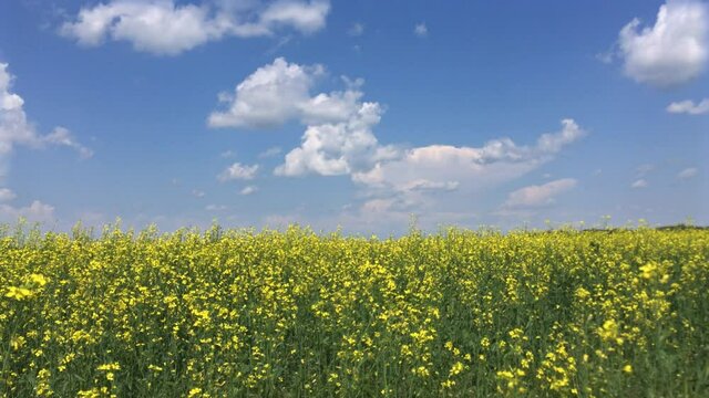 beautiful time-lapse of a summer day with a yellow field of flowers against a blue sky. the clouds float at high speed, the grass hardly sways