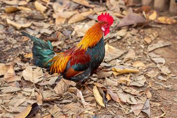 Galo colorido em cima de folhas secas