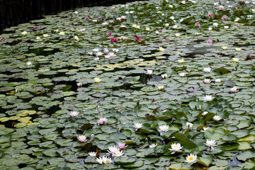 image of beautiful lotus flowers in the water
