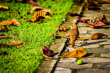 autumn leaves on the ground