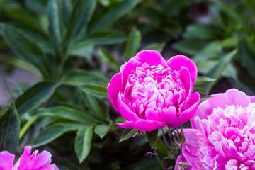 pink, purple peony inflorescences, in full bloom and unopened buds, background defocusing, selective focus
