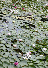 Obraz na płótnie Canvas image of beautiful lotus flowers in the water